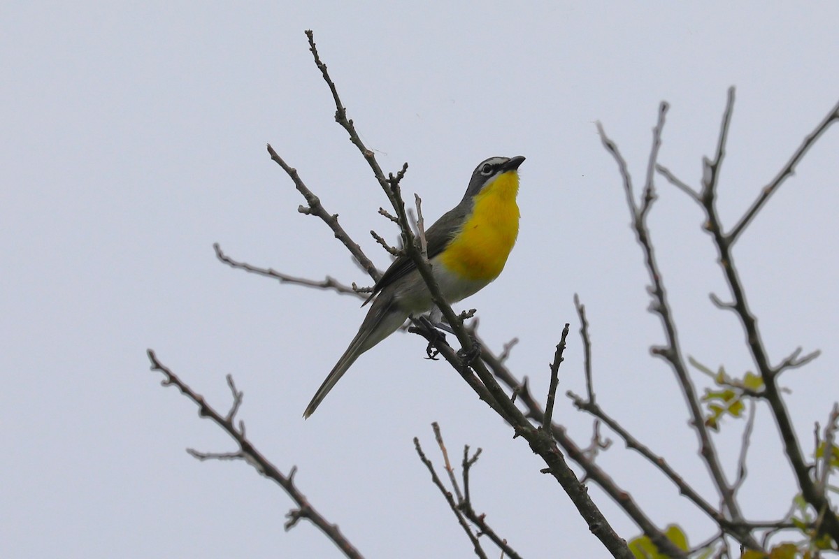 Yellow-breasted Chat - ML619540981