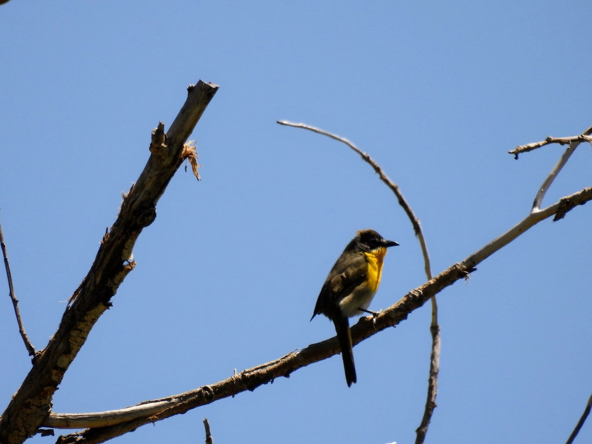 Yellow-breasted Chat - ML619540982