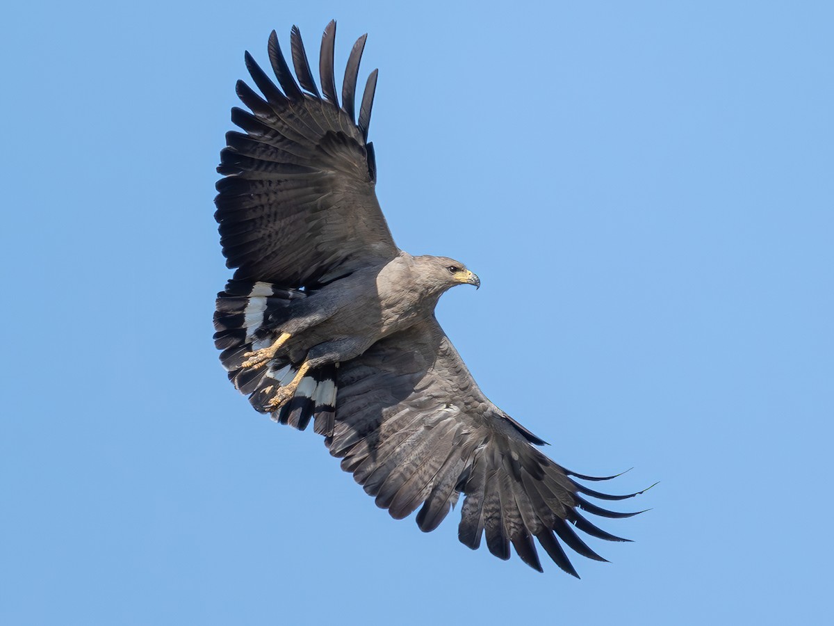 Chaco Eagle - Buteogallus coronatus - Birds of the World