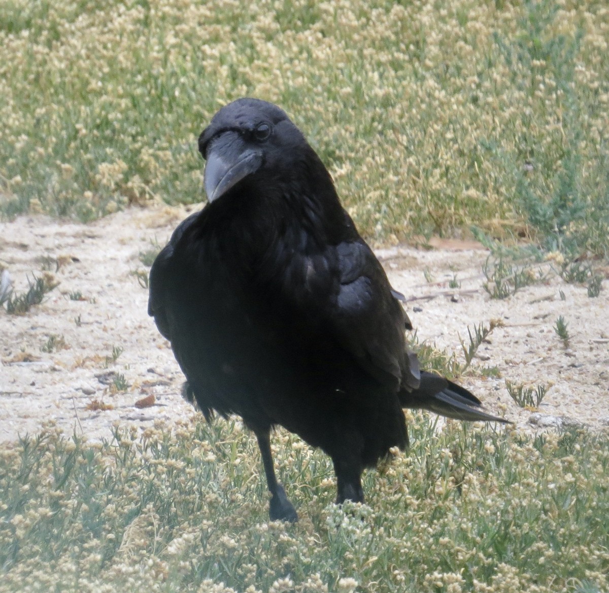 Common Raven - ML619541017