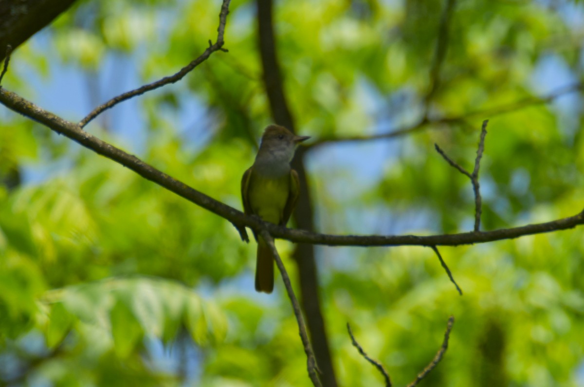 Great Crested Flycatcher - ML619541019