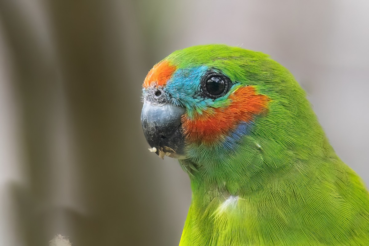 Double-eyed Fig-Parrot (Double-eyed) - ML619541028