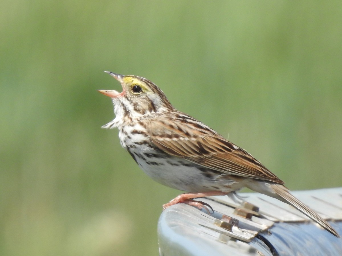 Savannah Sparrow - ML619541034