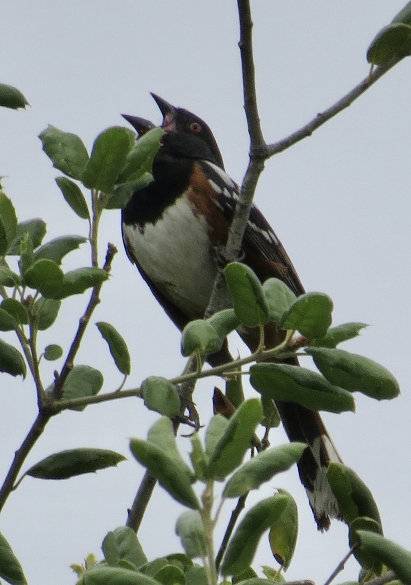 Spotted Towhee - ML619541038