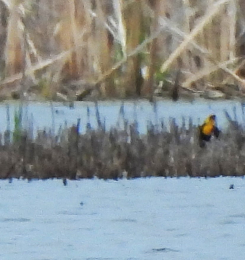 Yellow-headed Blackbird - ML619541040