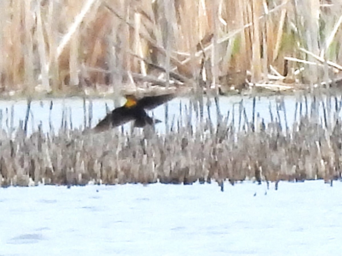 Yellow-headed Blackbird - ML619541041