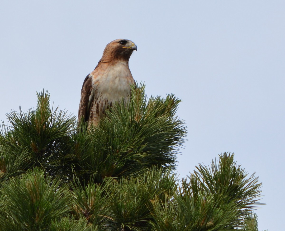 Red-tailed Hawk - ML619541049