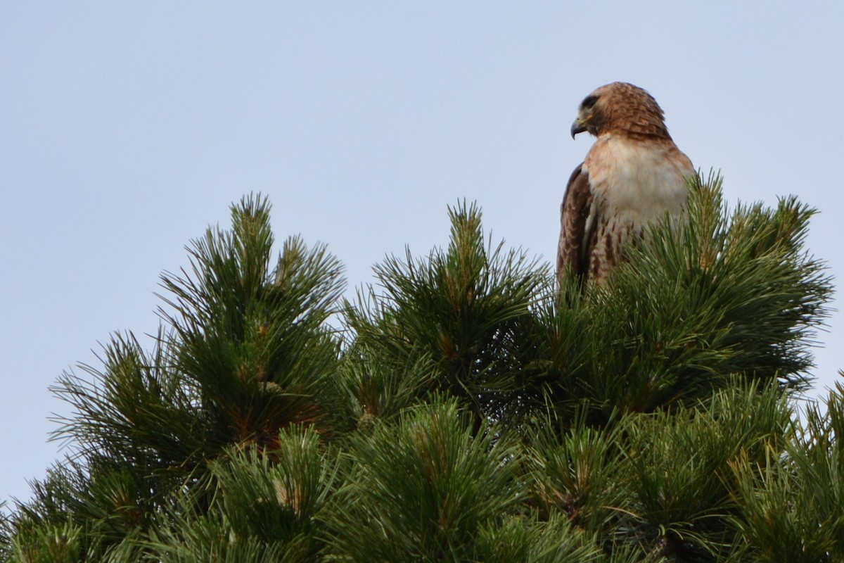 Red-tailed Hawk - ML619541051
