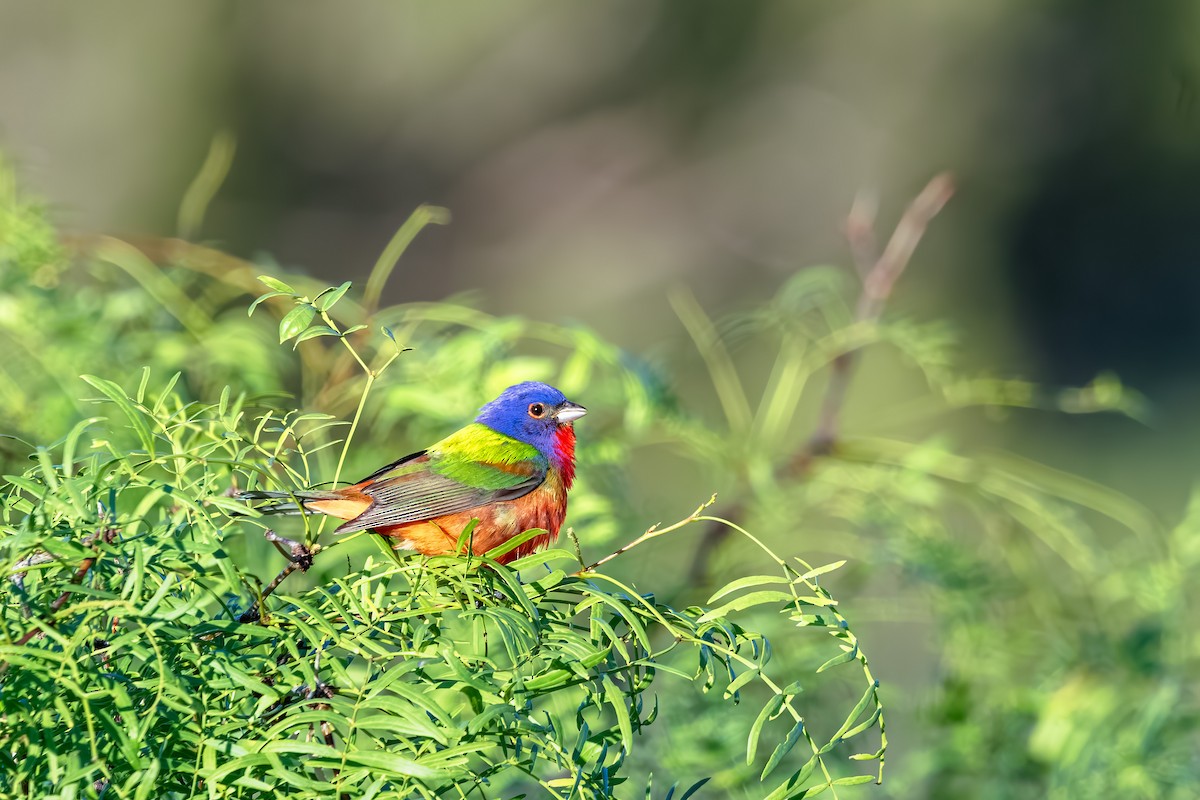 Painted Bunting - ML619541055