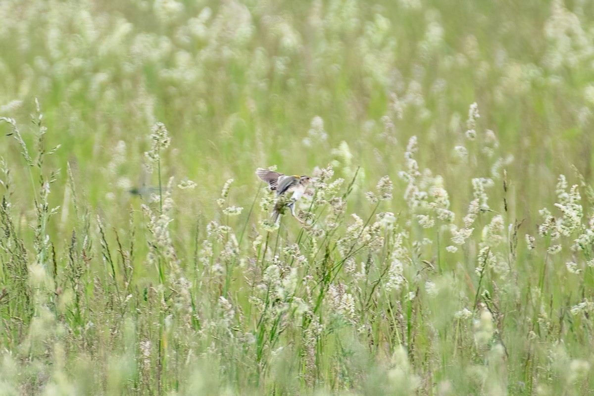 Grasshopper Sparrow - ML619541067