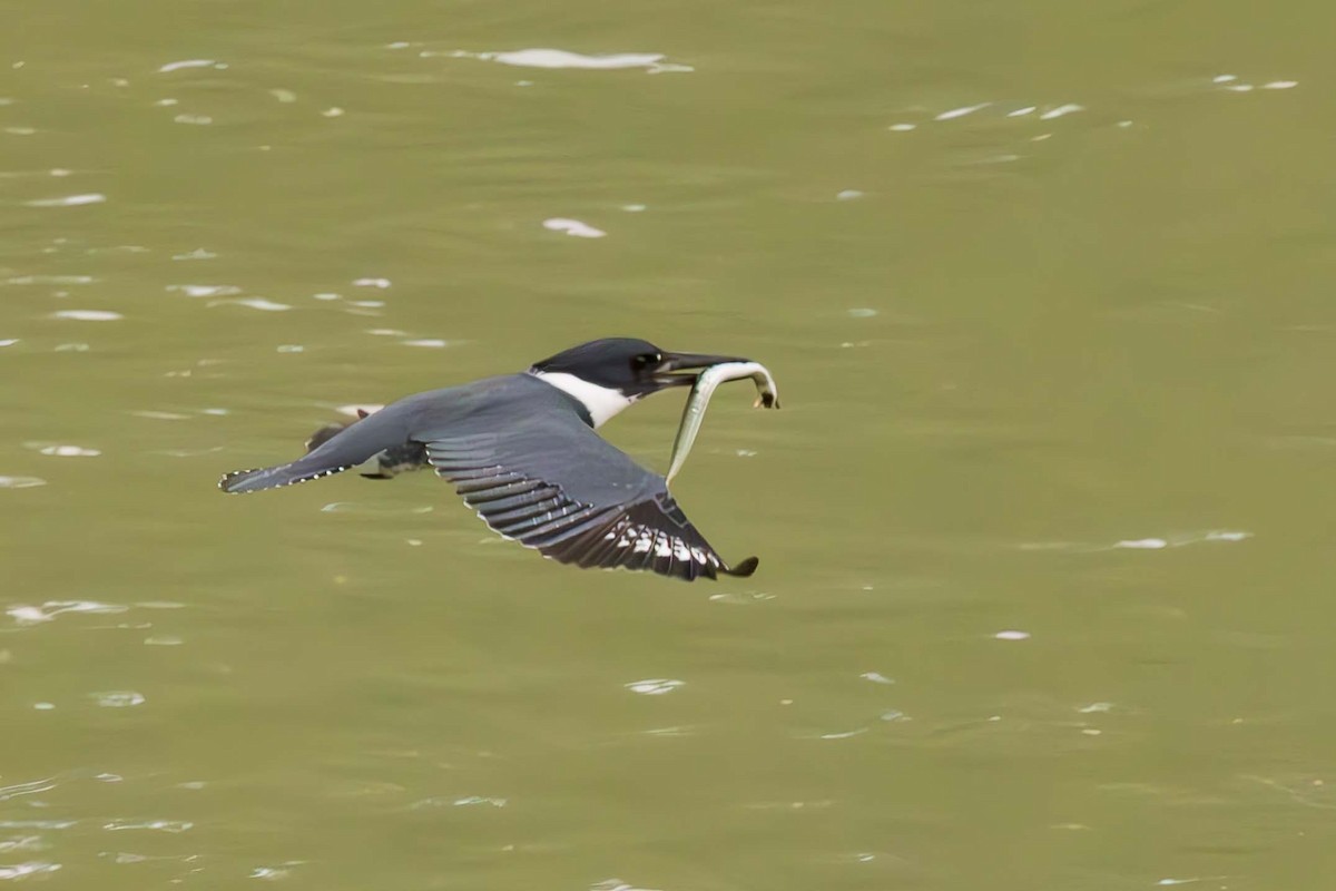 Belted Kingfisher - ML619541110