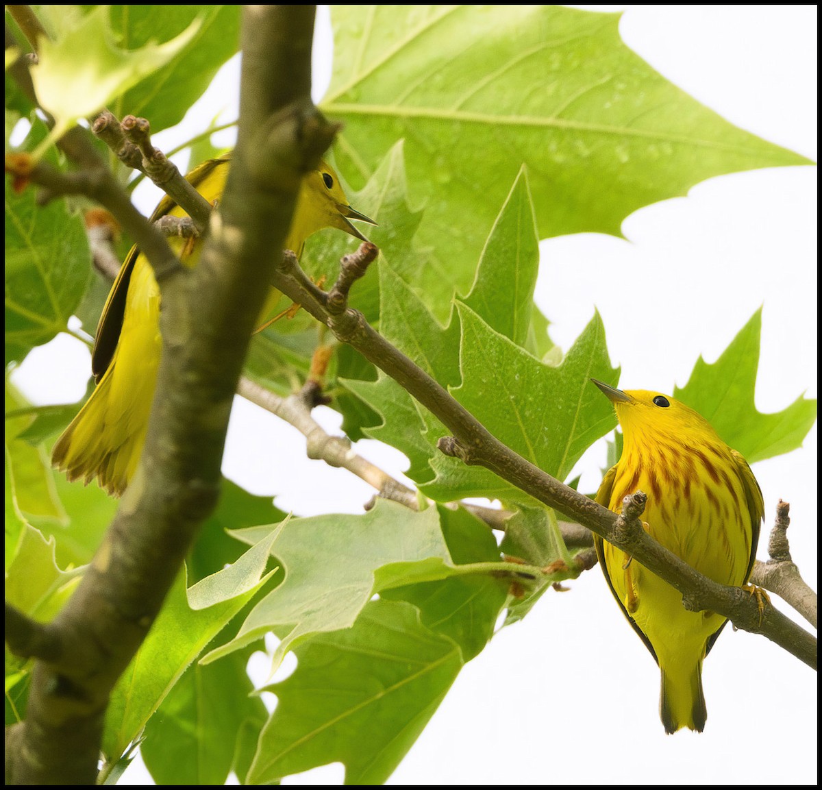 Yellow Warbler - ML619541131
