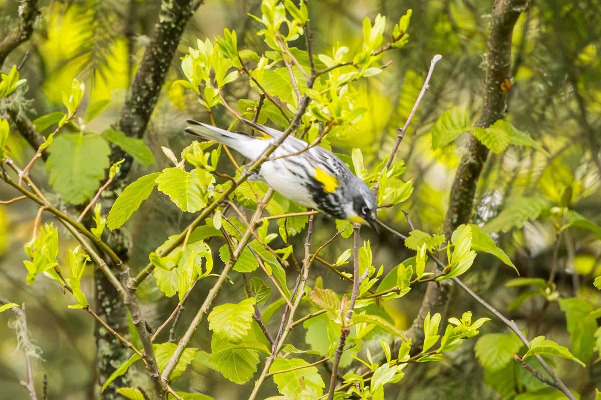 Yellow-rumped Warbler (Myrtle x Audubon's) - ML619541155