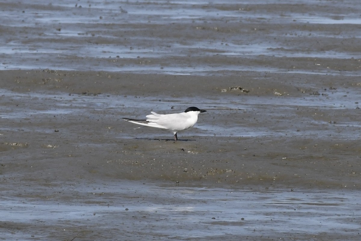 Gull-billed Tern - ML619541169