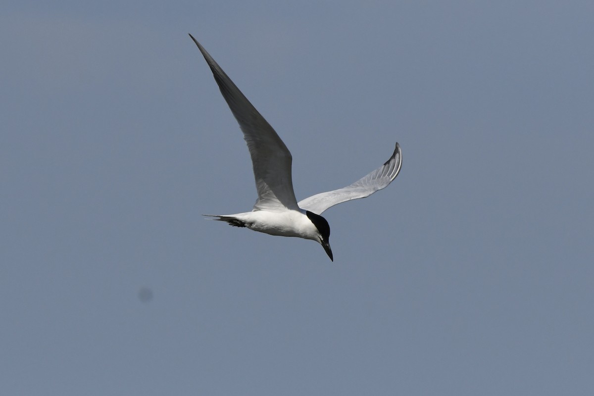 Gull-billed Tern - ML619541171