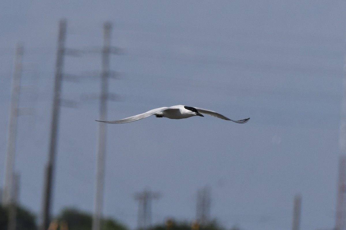 Gull-billed Tern - ML619541173