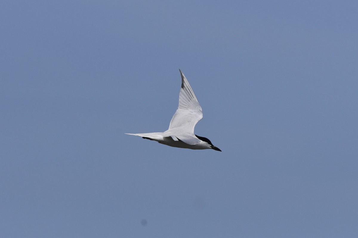 Gull-billed Tern - ML619541175