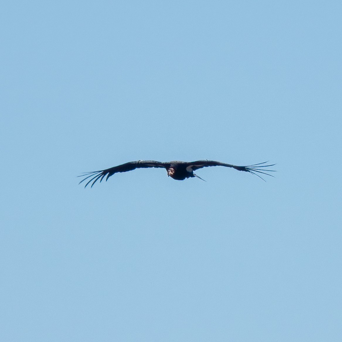 California Condor - ML619541188