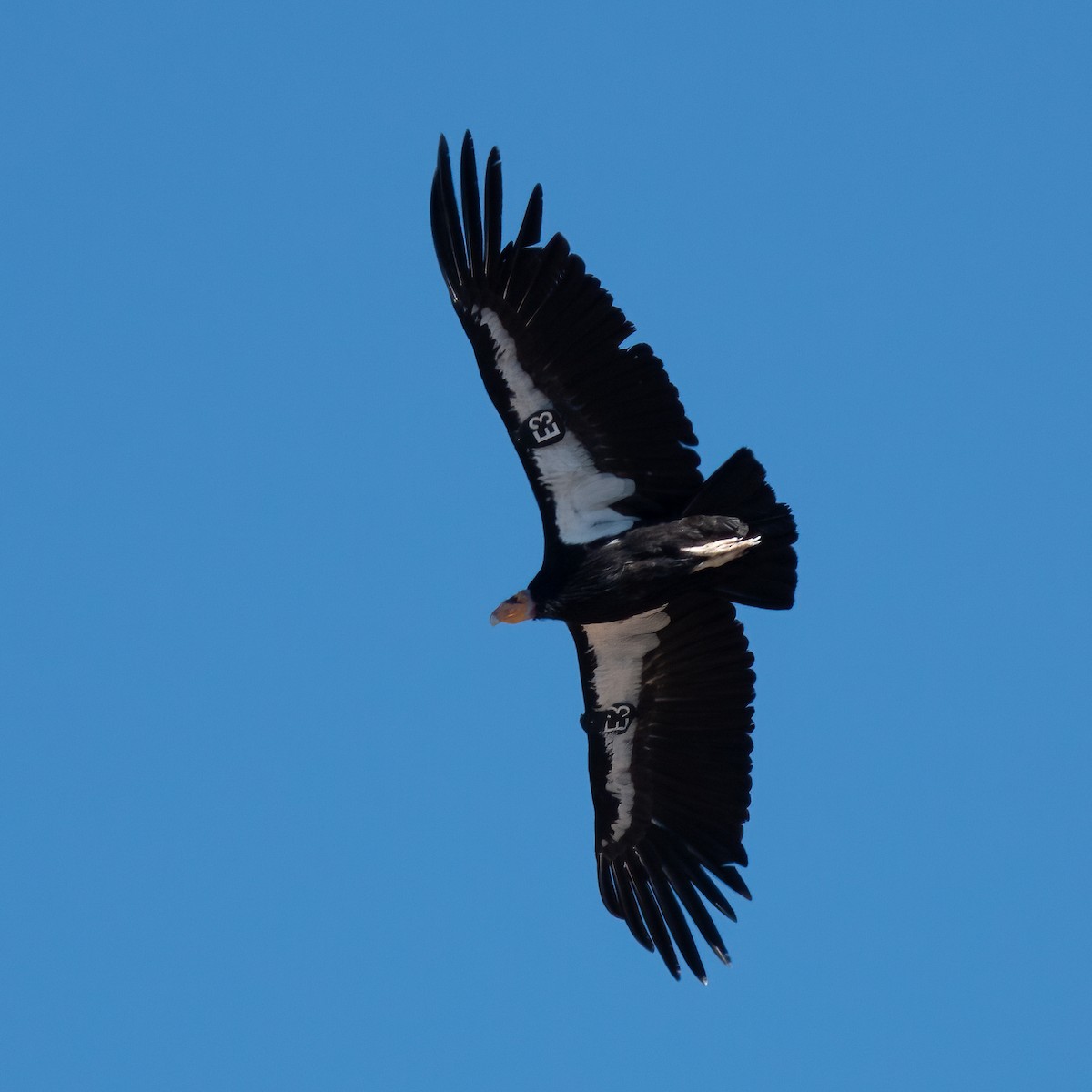 California Condor - ML619541189