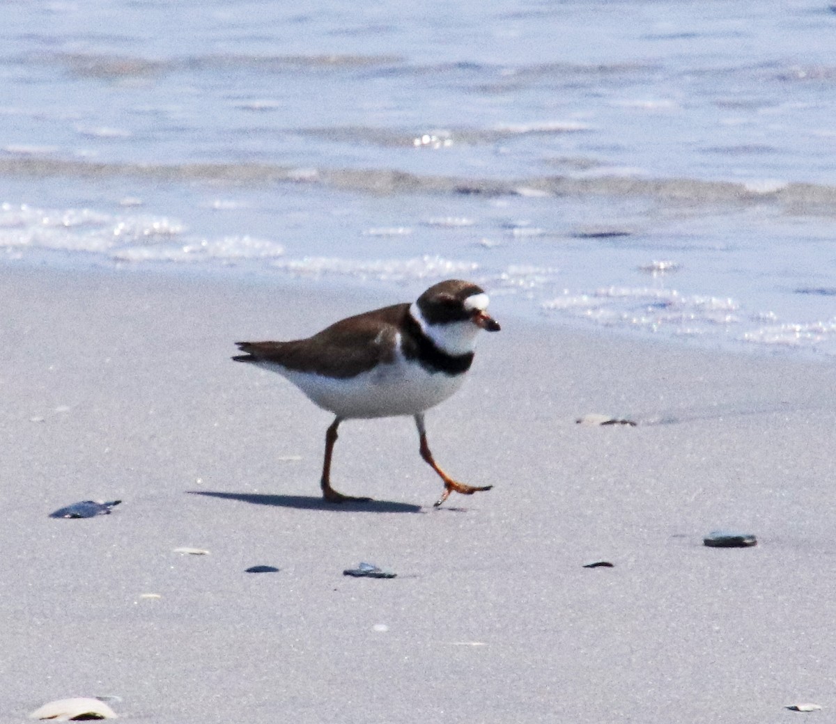 Semipalmated Plover - ML619541195