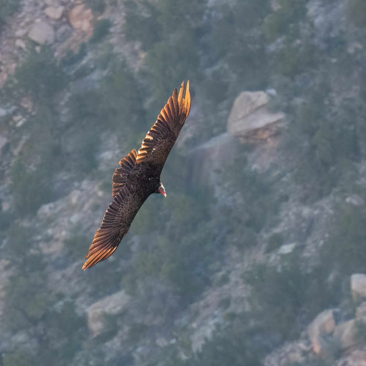 Turkey Vulture - ML619541203