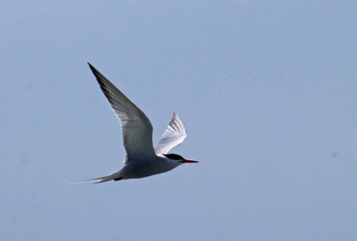 Common Tern - ML619541204