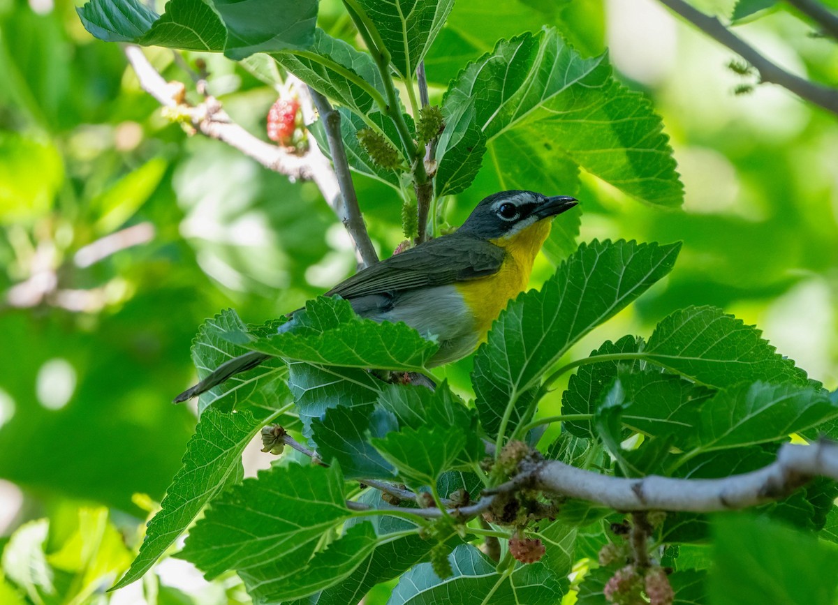 Yellow-breasted Chat - ML619541206