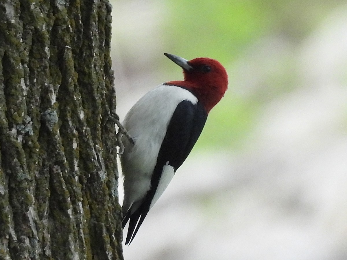 Red-headed Woodpecker - ML619541212