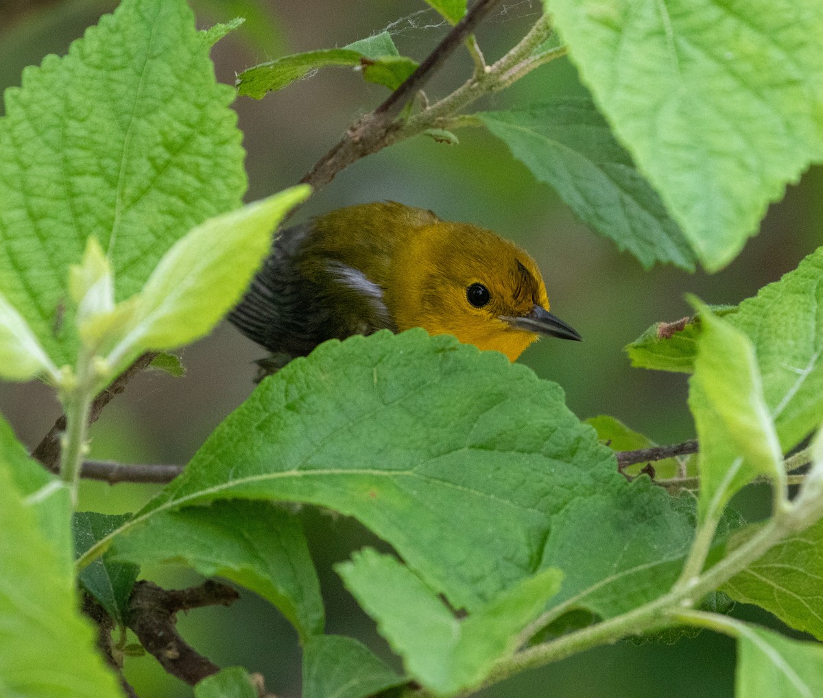 Prothonotary Warbler - ML619541216