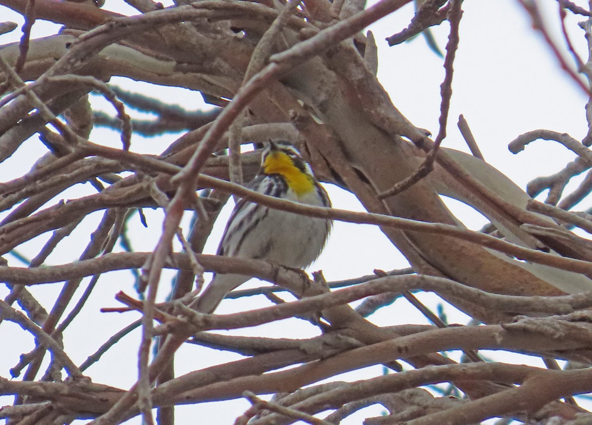 Yellow-throated Warbler - ML619541239