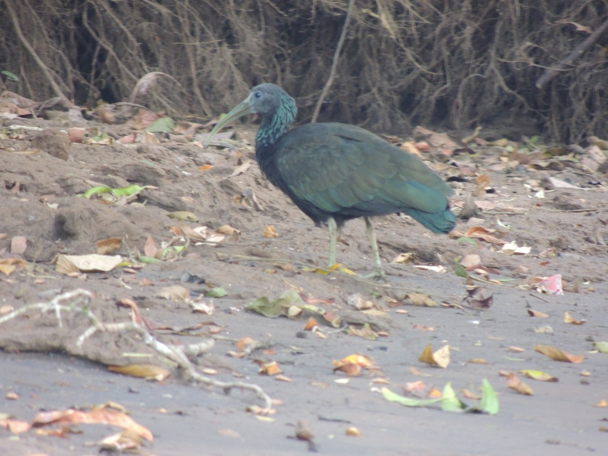 ibis zelený - ML619541253