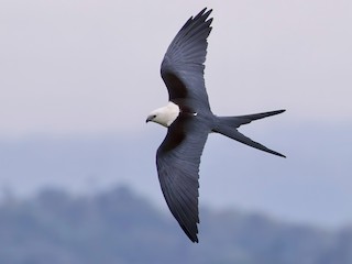  - Swallow-tailed Kite