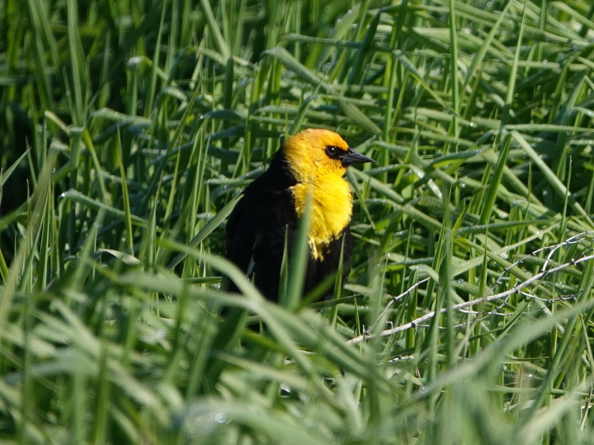 Yellow-headed Blackbird - ML619541282