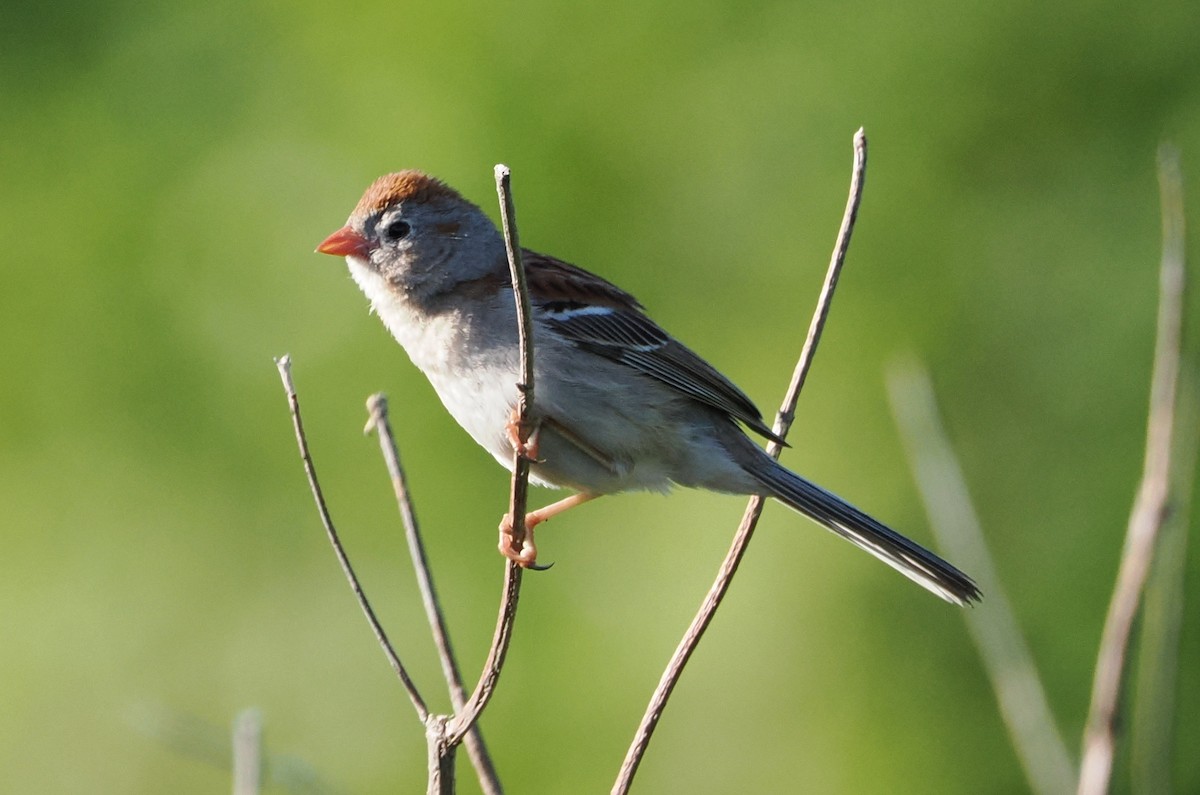 Field Sparrow - ML619541292