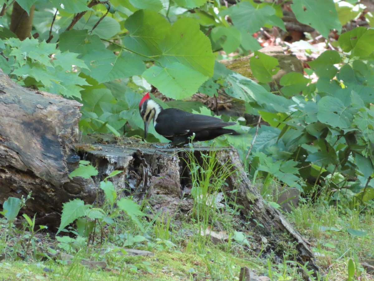 Pileated Woodpecker - ML619541300