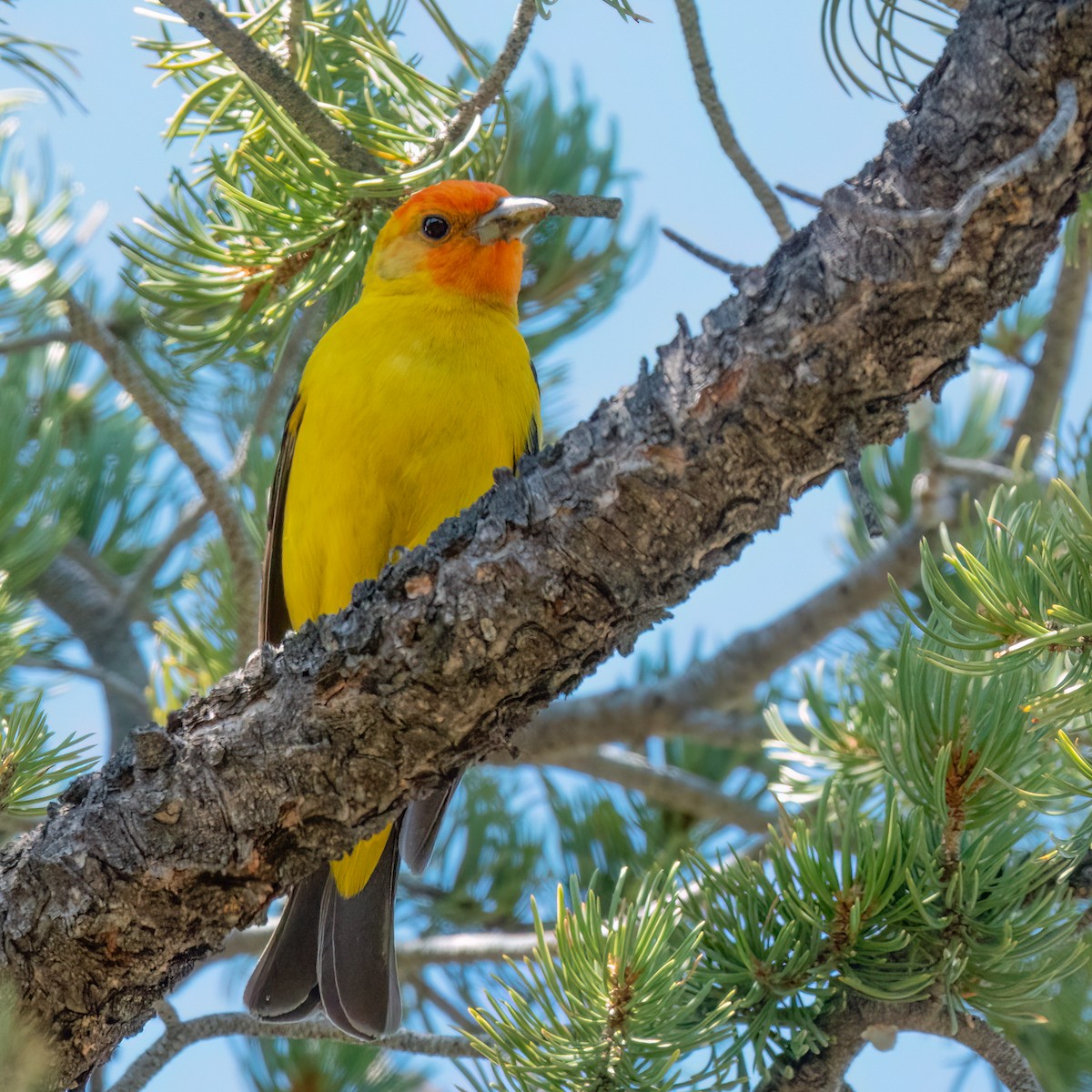 Western Tanager - ML619541325