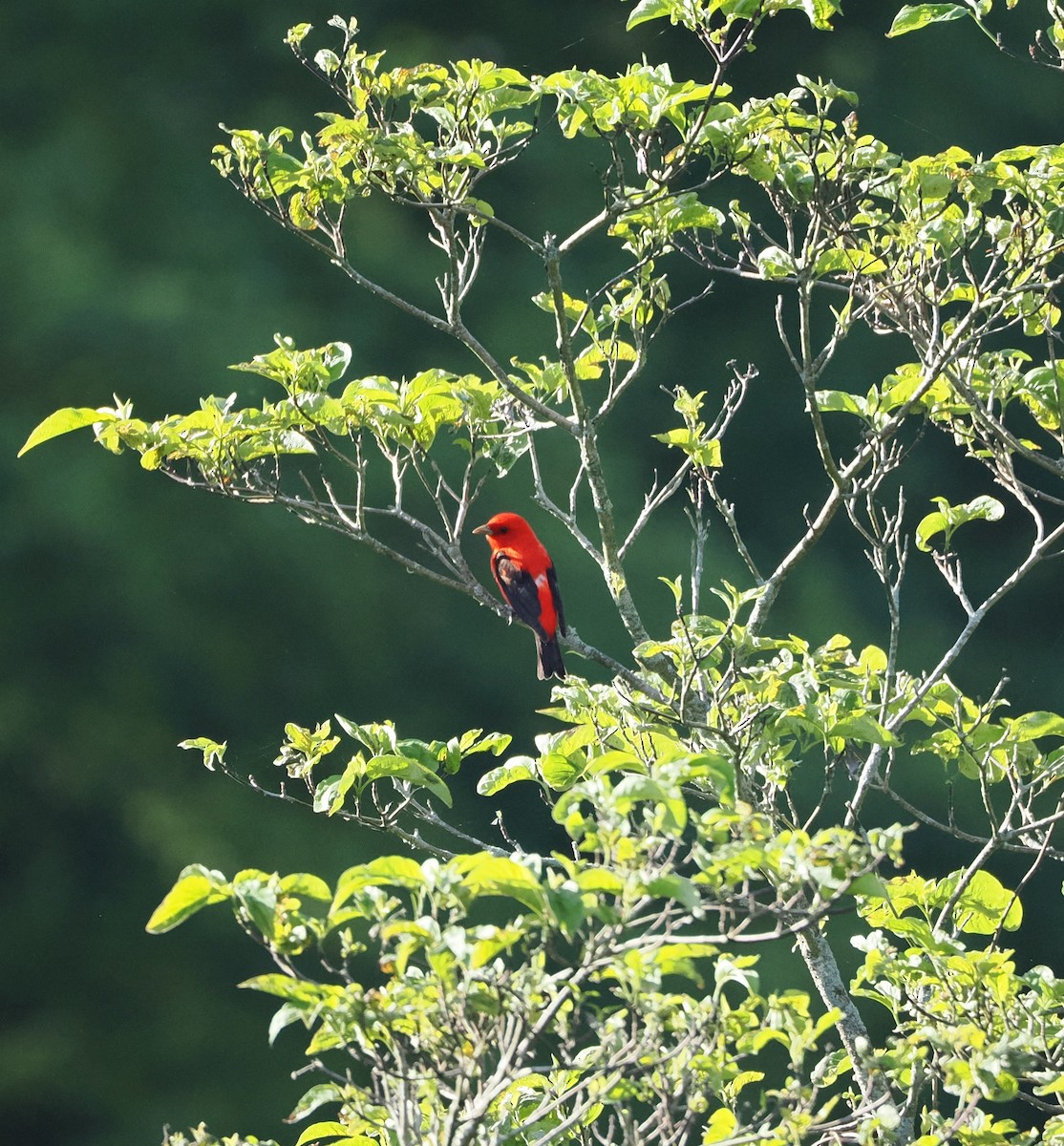 Scarlet Tanager - ML619541364