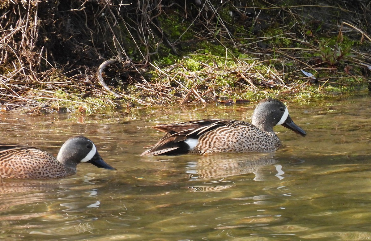 Blue-winged Teal - ML619541379