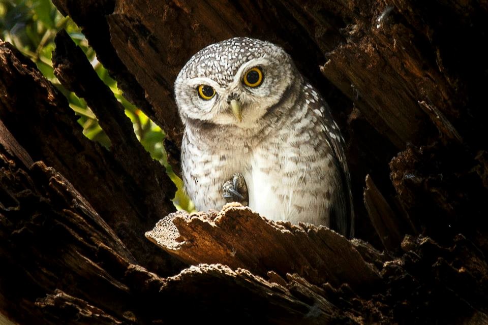 Spotted Owlet - ML61954141