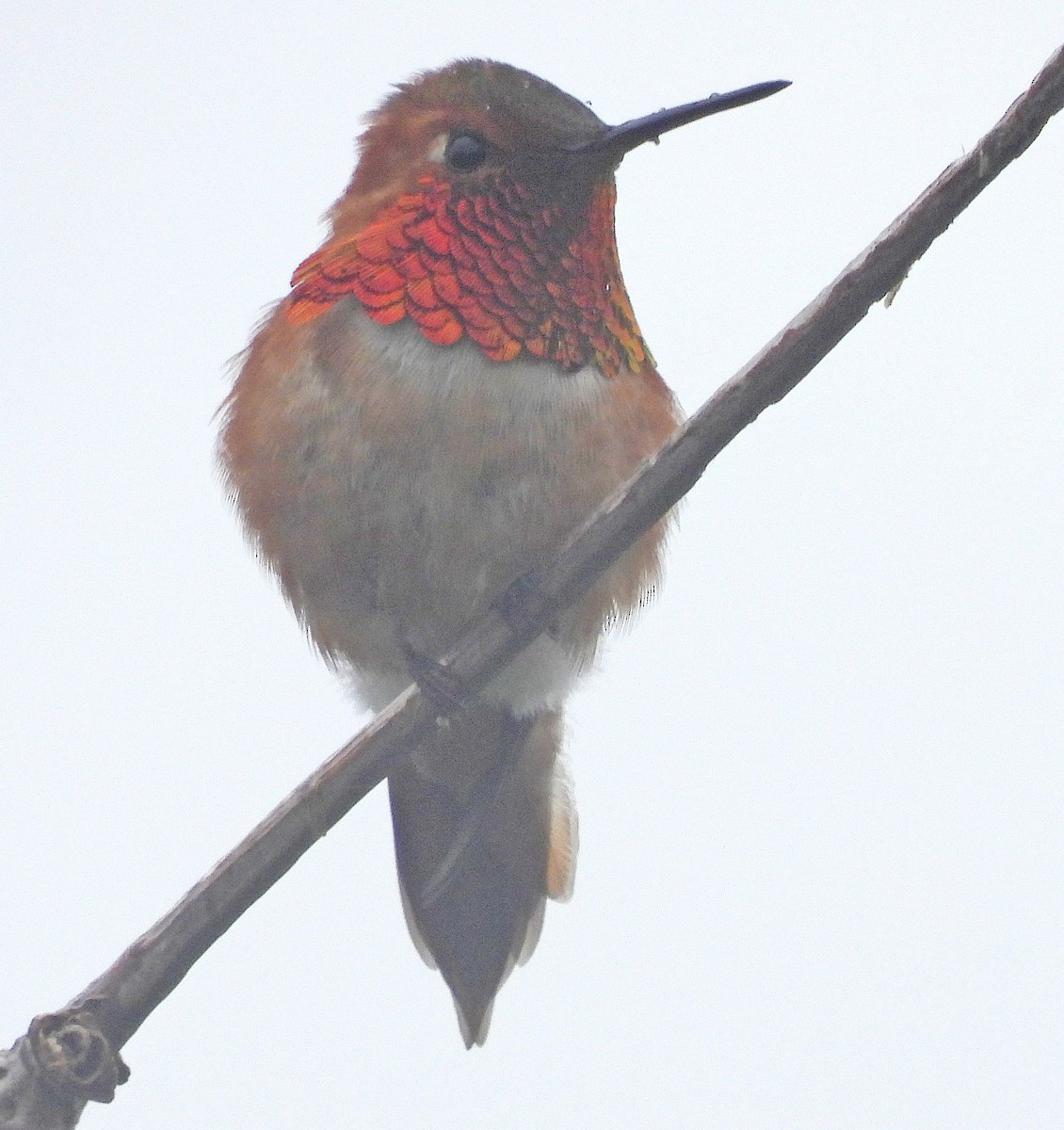 Rufous Hummingbird - ML619541419