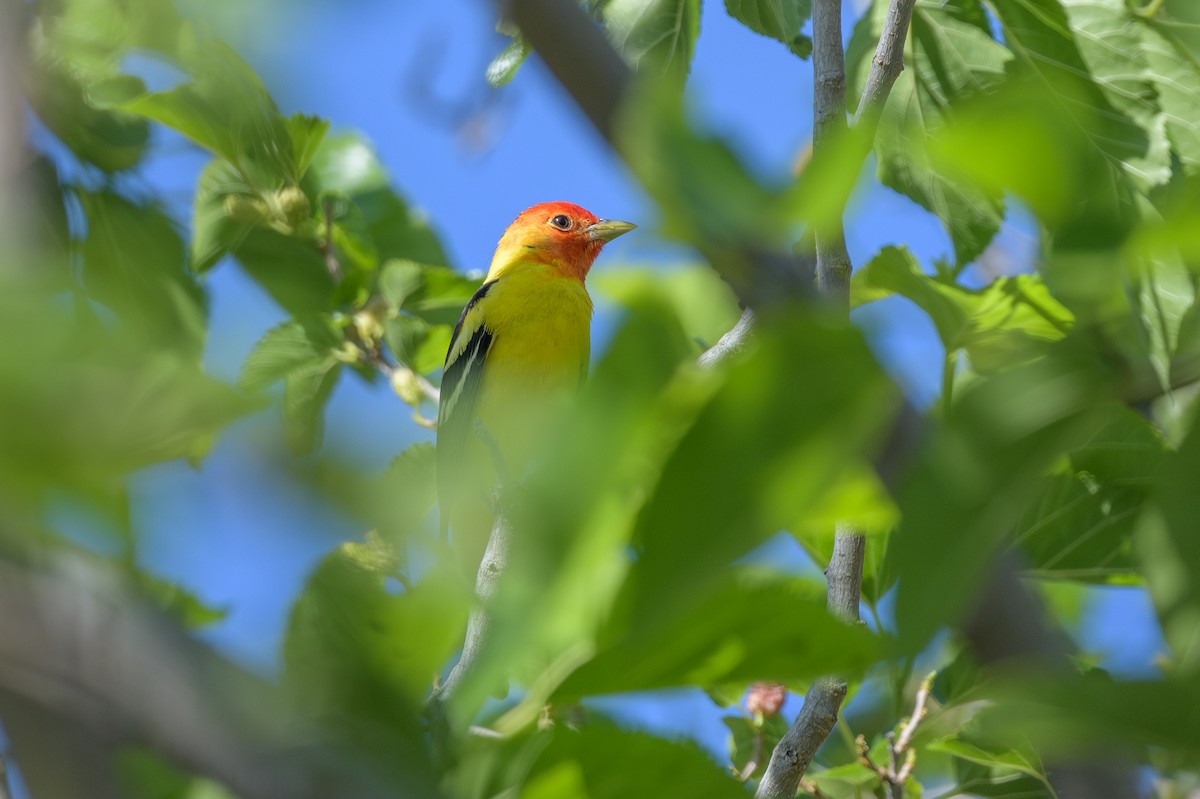Western Tanager - ML619541421