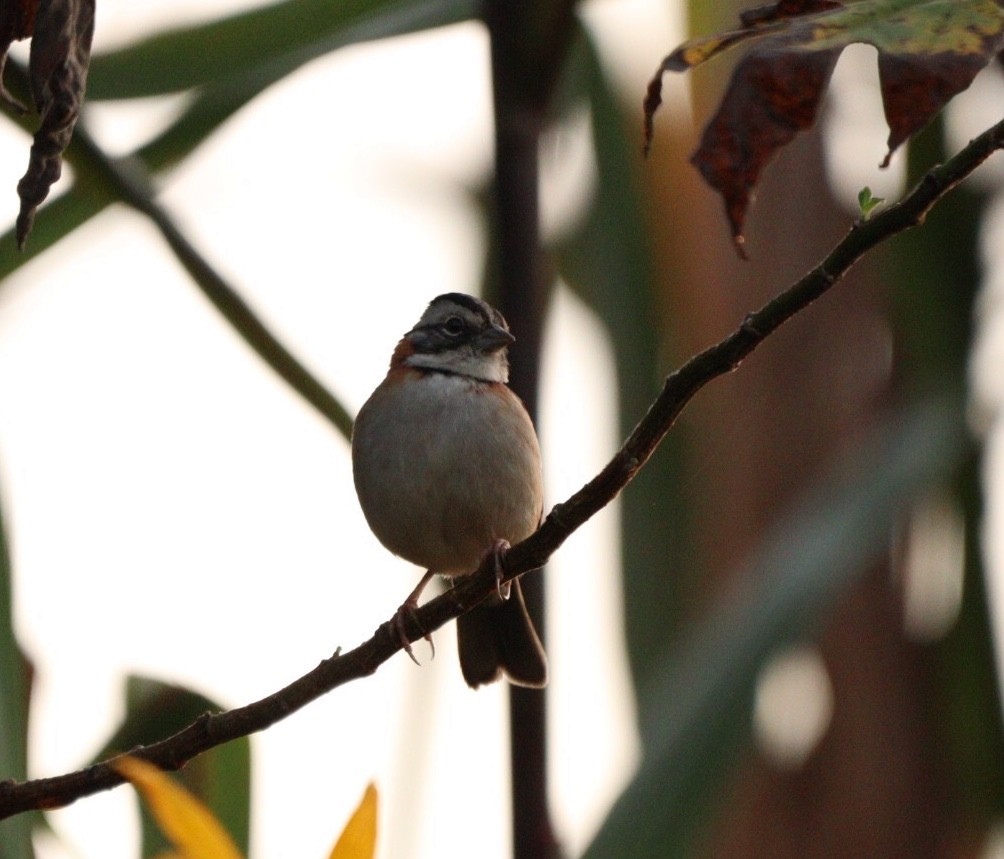 Rufous-collared Sparrow - ML619541503