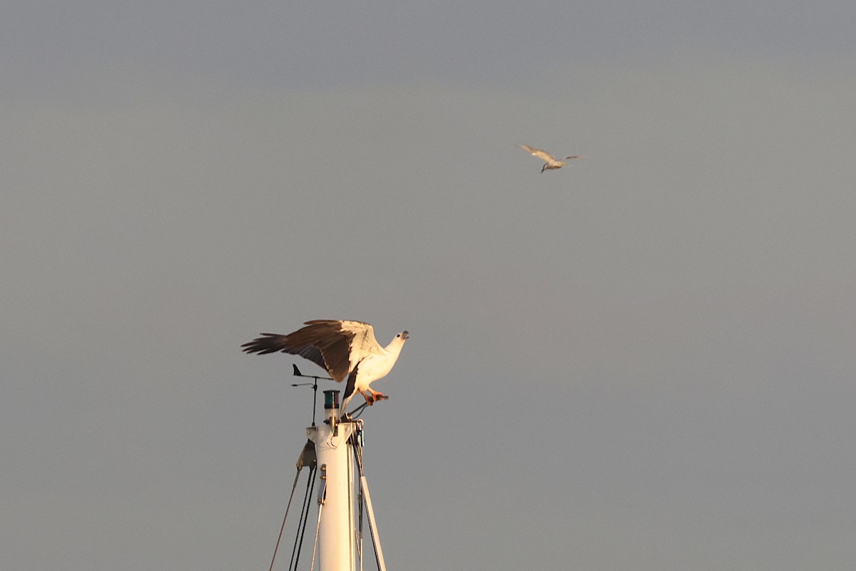 White-bellied Sea-Eagle - ML619541516