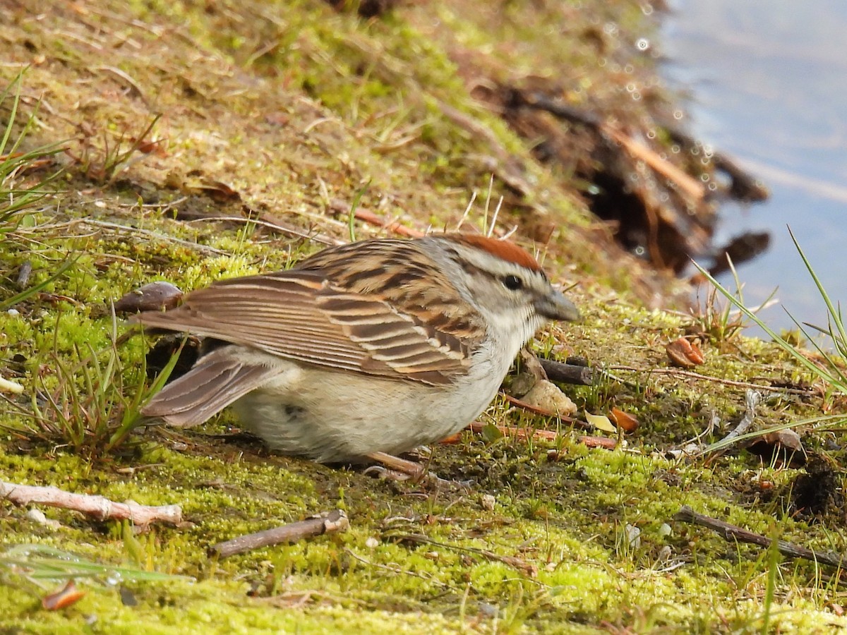 Chipping Sparrow - ML619541529