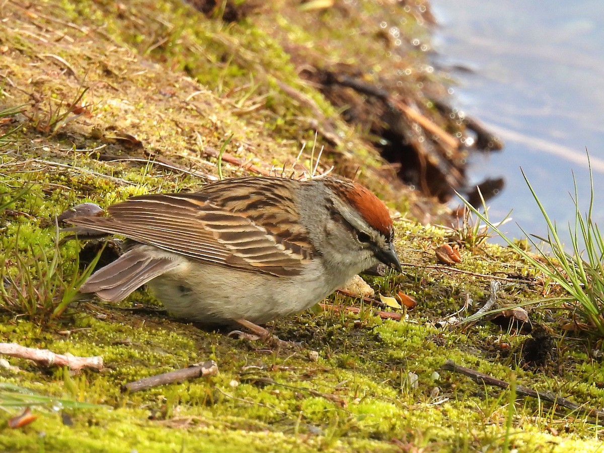 Chipping Sparrow - ML619541530