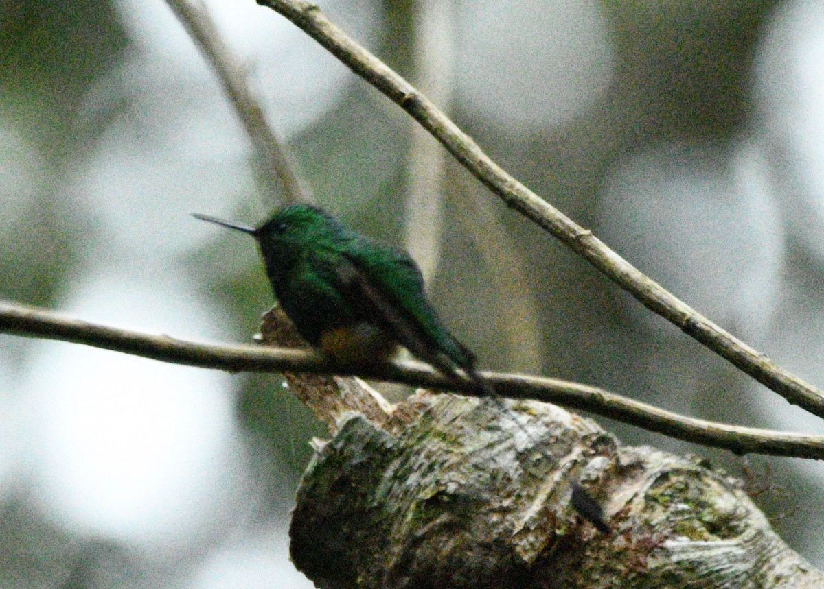 Rufous-booted Racket-tail - ML619541570