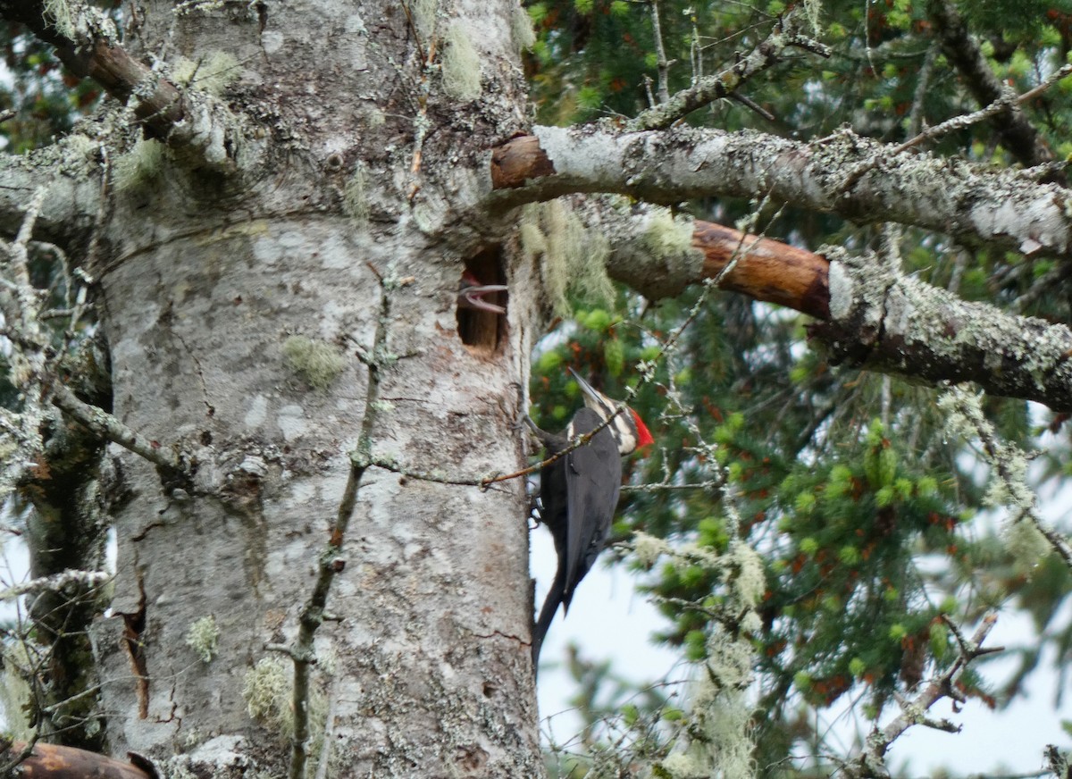 Pileated Woodpecker - ML619541589