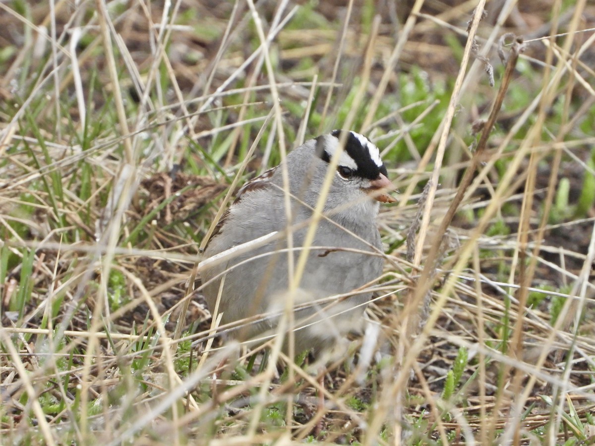 White-crowned Sparrow - ML619541592