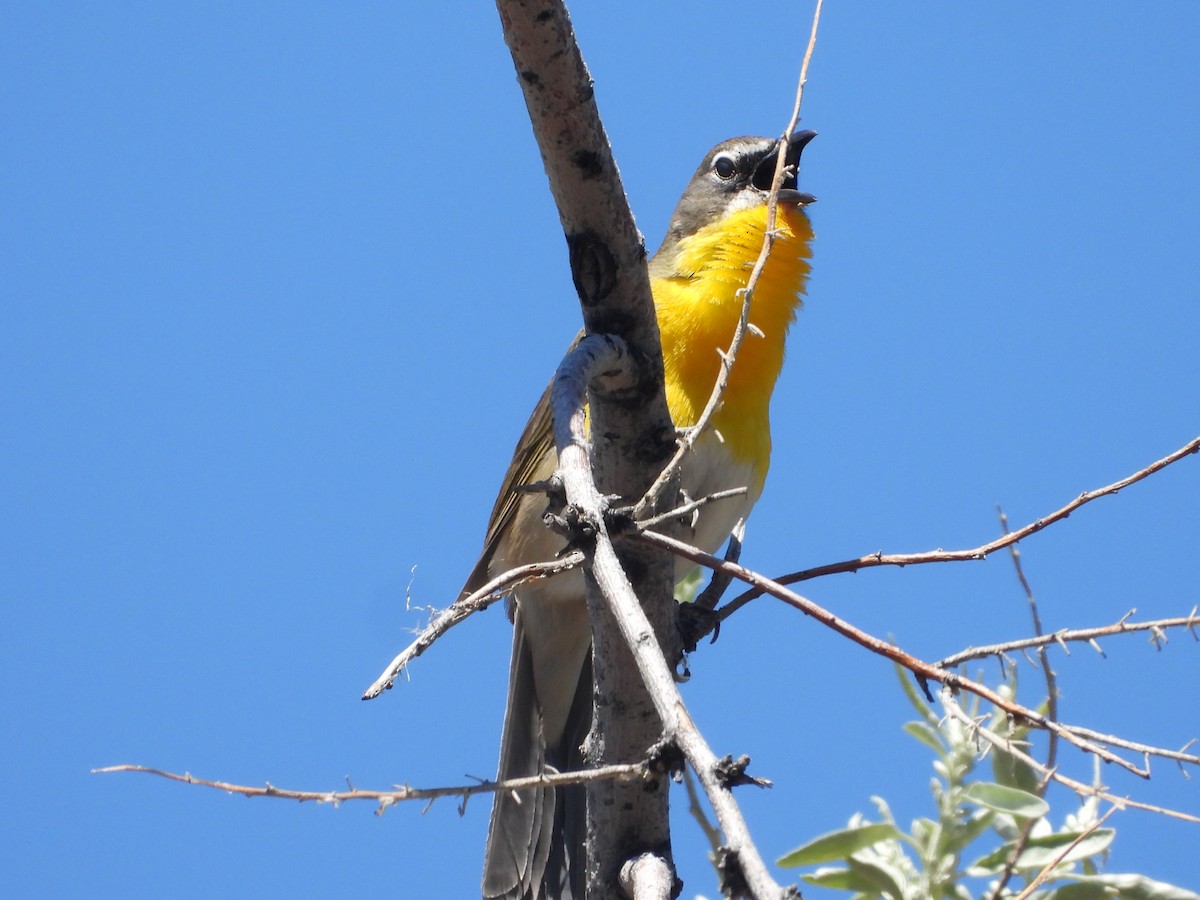Yellow-breasted Chat - ML619541651