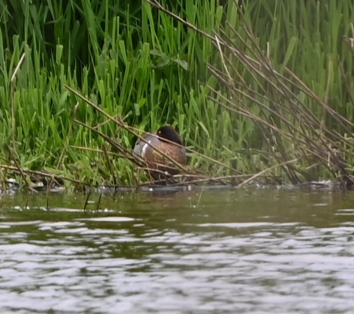 Green-winged Teal - ML619541735